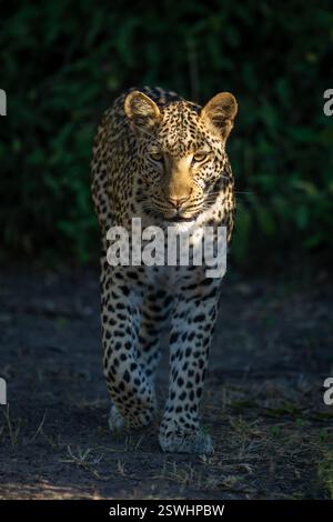 Female leopard walks toward camera in sunshine Stock Photo