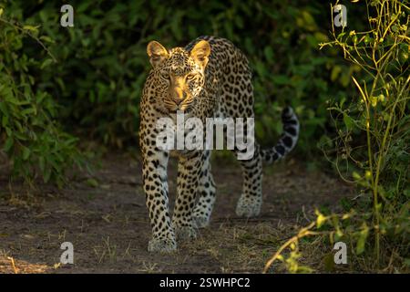 Female leopard walks through bushes in sunshine Stock Photo