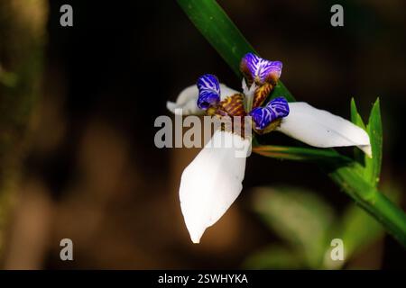 Beautiful Blue and Purple Neomarica Northiana Blossoms Growing in the Lush Jungle Along the Path to Machu Picchu Stock Photo
