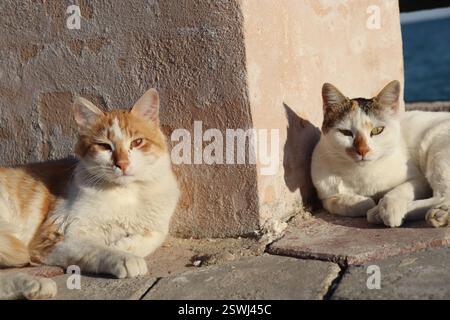 Two Cats Sun Bathing On The Sea Stock Photo