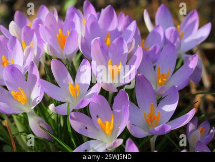 A close up of early Crocus flowering in February. UK. Stock Photo