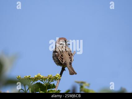 Eurasian tree sparrow Passer montanus, singing, perched on elder branch, May. Stock Photo