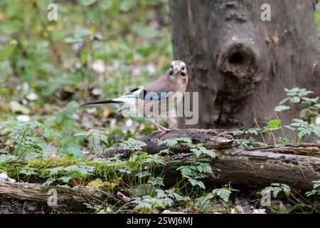 Eurasian jay Garrulus glandarius, perched on decaying branch in open woodland, Cleveland, England, UK, October. Stock Photo
