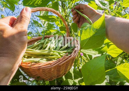 Hand harvesting fresh green beans from the vegetable garden, placed in a wicker basket Stock Photo