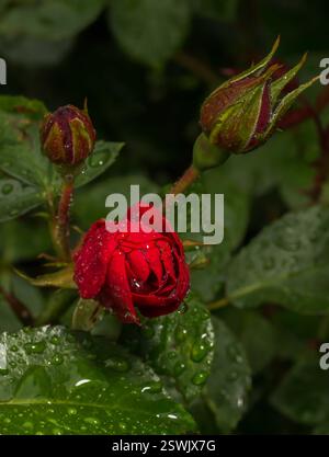 stem of red rose after rain with water drops on leaves Stock Photo