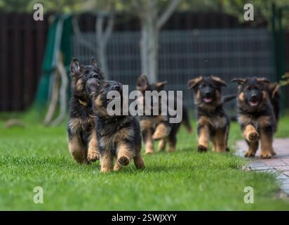 family of german shepherd puppies Stock Photo
