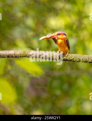 A Oriental Dwarf Kingfisher perching on a tree Stock Photo