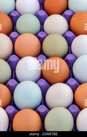 Organic farm eggs on display Stock Photo