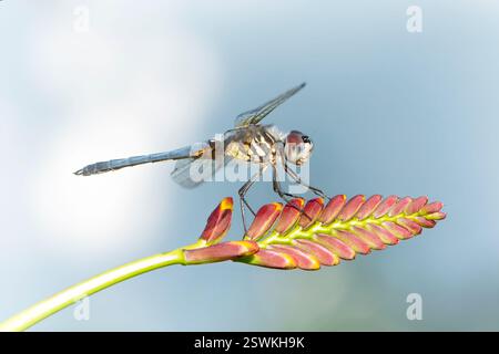 Macro of a dragonfly perched on a lucifer flower Stock Photo