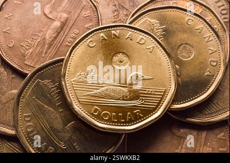 Canadian one dollar golden loonie coins background Stock Photo