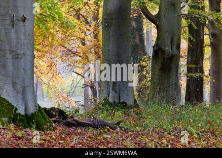 Beech forest on a foggy autumn day Stock Photo