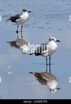 South Padre Island Birding & Nature Center, boardwalks and observation