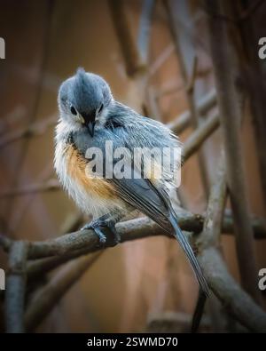 A small bird with soft gray and pale orange plumage perches gracefully on a branch. Its surroundings feature a network of blurred branches against a m Stock Photo