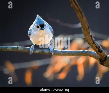 A small bird with a distinctive crest perches delicately on a tree branch, surrounded by a soft, blurred background. Warm lighting highlights the bird Stock Photo