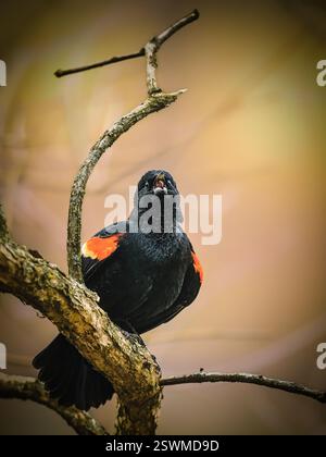 A black bird with striking red and yellow patches on its wings perches on a tree branch, its beak open as if calling out. The background is softly blu Stock Photo
