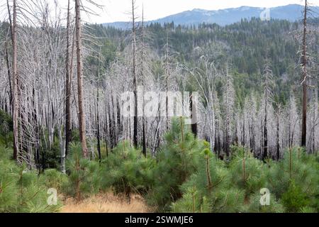 Fish Camp, California - Young pine trees grow next to white trees burned in a wildfire just outside Yosemite National Park. The white color is due to Stock Photo
