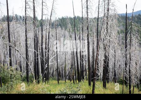 Fish Camp, California - White trees burned in a wildfire just outside Yosemite National Park. The white color is due to ash left behind after the fire Stock Photo