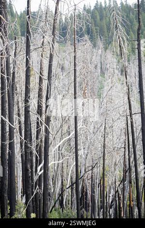 Fish Camp, California - White trees burned in a wildfire just outside Yosemite National Park. The white color is due to ash left behind after the fire Stock Photo