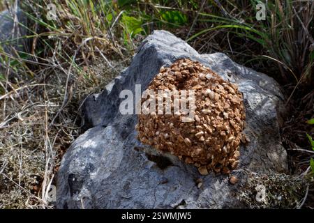 Black mud bee / Wall bee (Megachile parietina) nest with active, open burrow, constructed from sand and small stones attached to limestone rock, Corfu Stock Photo