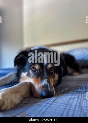 Black, white, and gold dog lying on bed, border collie mix laying peacefully in bedroom on blue plaid bedding Stock Photo