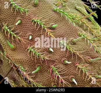 Springtail. Coloured scanning electron micrograph (SEM) of a springtail ...