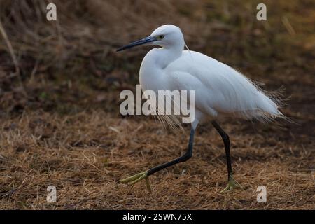 A little egret (Egretta Garzetta) walking on the ground in a park in Kanagawa, Japan. Stock Photo