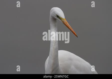 A great egret (Ardea alba) in a park in Kanagawa, Japan. Stock Photo