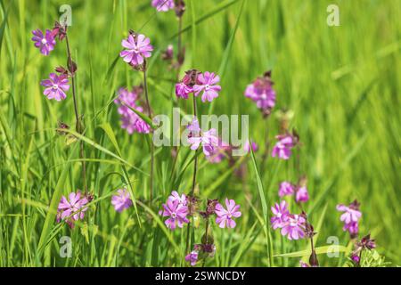 Red campion (Silene dioica) blooming on a flowering meadow in Saxony, Germany, Europe Stock Photo