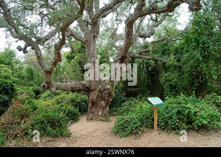 Romanyà de la Selva Spain - 27 April 2024 - Giant Cork Oak (Quercus suber) called Suro Xato Stock Photo