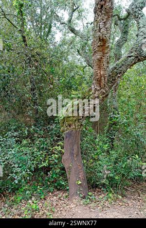 Romanyà de la Selva Spain - 27 April 2024 - Giant Cork Oak (Quercus suber) called Suro Xato Stock Photo