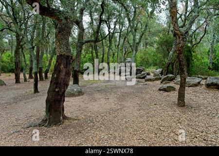Romanyà de la Selva Spain - 27 April 2024 - Giant Cork Oak (Quercus suber) called Suro Xato Stock Photo