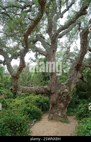 Romanyà de la Selva Spain - 27 April 2024 - Giant Cork Oak (Quercus suber) called Suro Xato Stock Photo