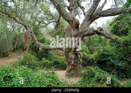 Romanyà de la Selva Spain - 27 April 2024 - Giant Cork Oak (Quercus suber) called Suro Xato Stock Photo