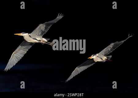 Two grey herons (Ardea cinerea) in flight lit by morning sun. Stock Photo