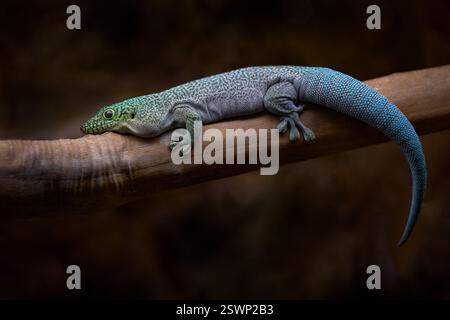 Standing's day gecko, Phelsuma standingi, green head blue tail lizard from Madagascar. Gecko in the nature habitat, animal from Africa. Dark forest on Stock Photo