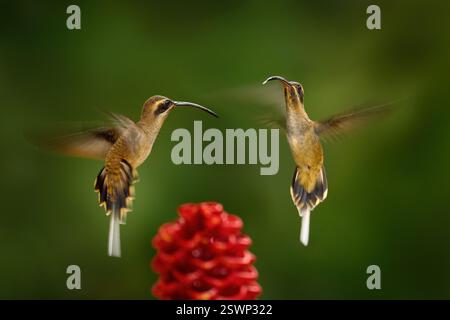 Long-billed Hermit, Phaethornis longirostris, bird in the forest habitat with red bloom. Zingiber spectabile, true ginger flower. Hummingbirds flying Stock Photo
