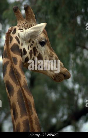 portrait of a giraffe Stock Photo