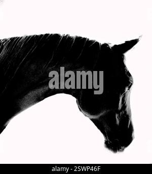 Illustration symbol outline head horse isolated on white background ...