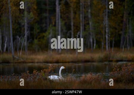 Autumn in Finland. Whooper Swan pair, Cygnus cygnus, big white bird in the taiga lake in the summer forest, Kuhmo, Finland. Swana in the nature habita Stock Photo