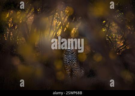 Leopard near Khwai river in Botswana. Africa wildlife. Wild cat hidden in the green vegetation. Wild cat  in the nature, lying under the tree, hidden Stock Photo