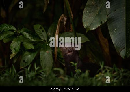 Tayra, Eira barbara, omnivorous animal from the weasel family. Tayra hidden in tropic forest, sitting on the green tree. Wildlife scene from nature, M Stock Photo