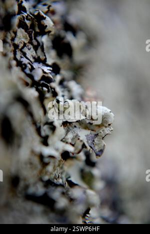 Lichen planus. Close-up of a skin rash seen on the elbow of a 68 year ...