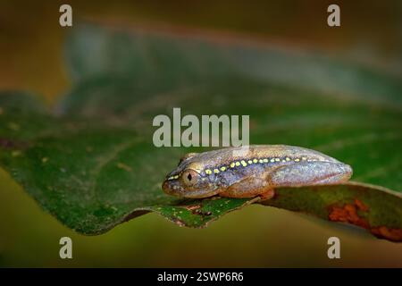 Betsileo Reed Frog, Heterixalus betsileo, small amphibian sitting on the leaf in the tropic nature. Frog endemic to Madagascar. Animal from Ranomafana Stock Photo