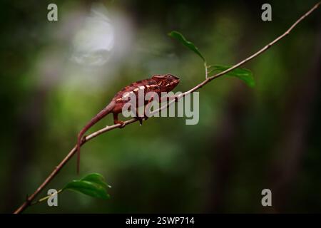 Malagasy giant chameleon, Furcifer oustaleti, sitting on the tree branch in the nature habitat, Ranomafana NP. Endemic Lizard from Madagascar. Chamele Stock Photo
