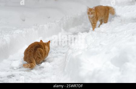 Two red cats are playing on the snow trail Stock Photo