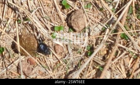 Miguel Insect San Miguel de Allende, GTO, Mexico Stock Photo - Alamy