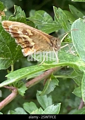 Gatekeeper (Pyronia tithonus), Insecta, Cornwall, UK Stock Photo