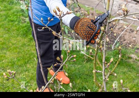 Farmer looks after the garden. Spring pruning of fruit trees. Woman with a pruner shears the pear tree. Stock Photo