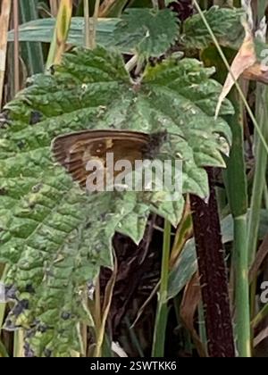 Gatekeeper (Pyronia tithonus), Insecta, Cornwall, UK Stock Photo