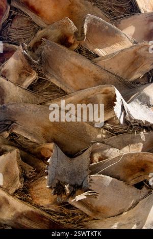Close up view of a palm tree trunk with space for text and an ideal background Stock Photo
